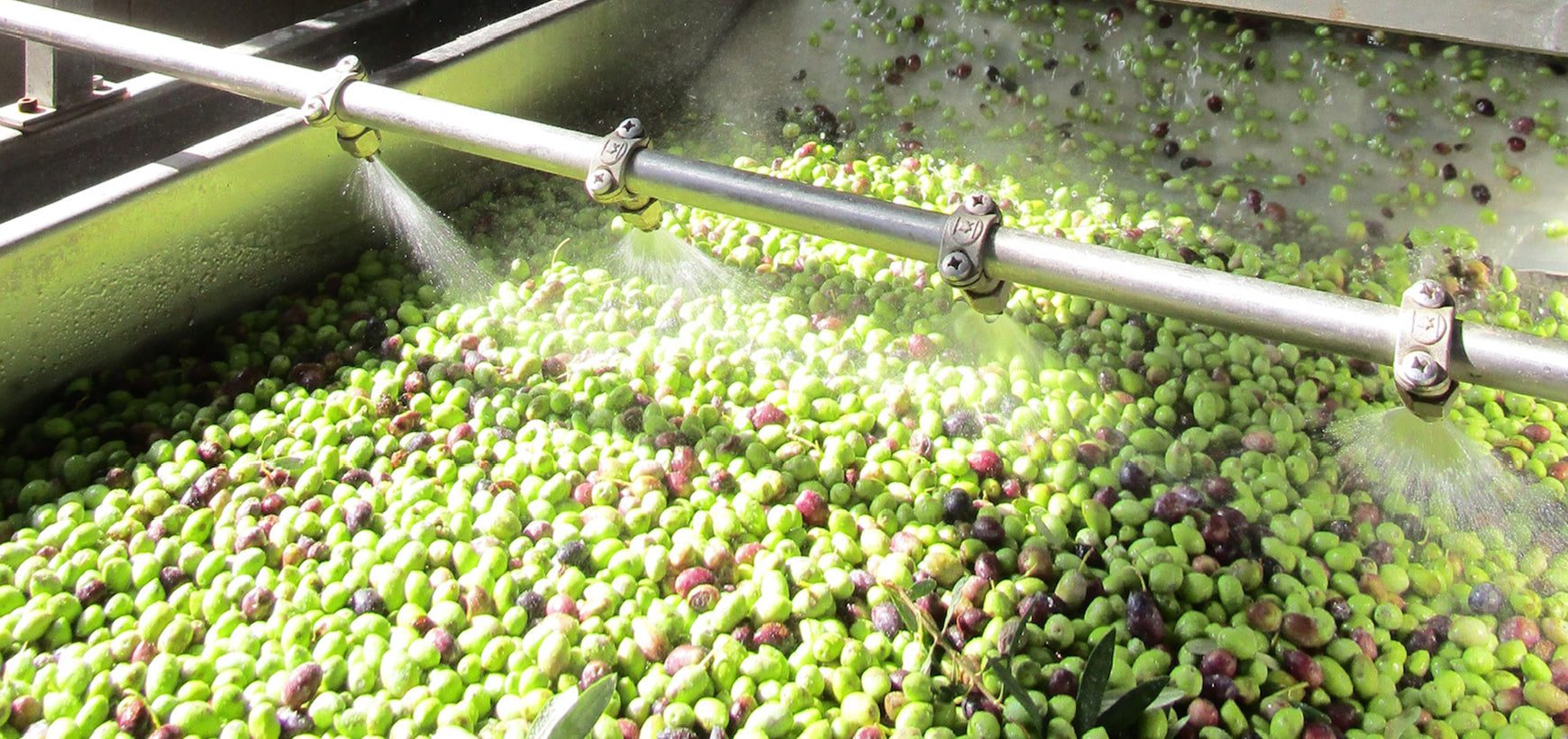 What Early Harvest Olive Oil Actually Means