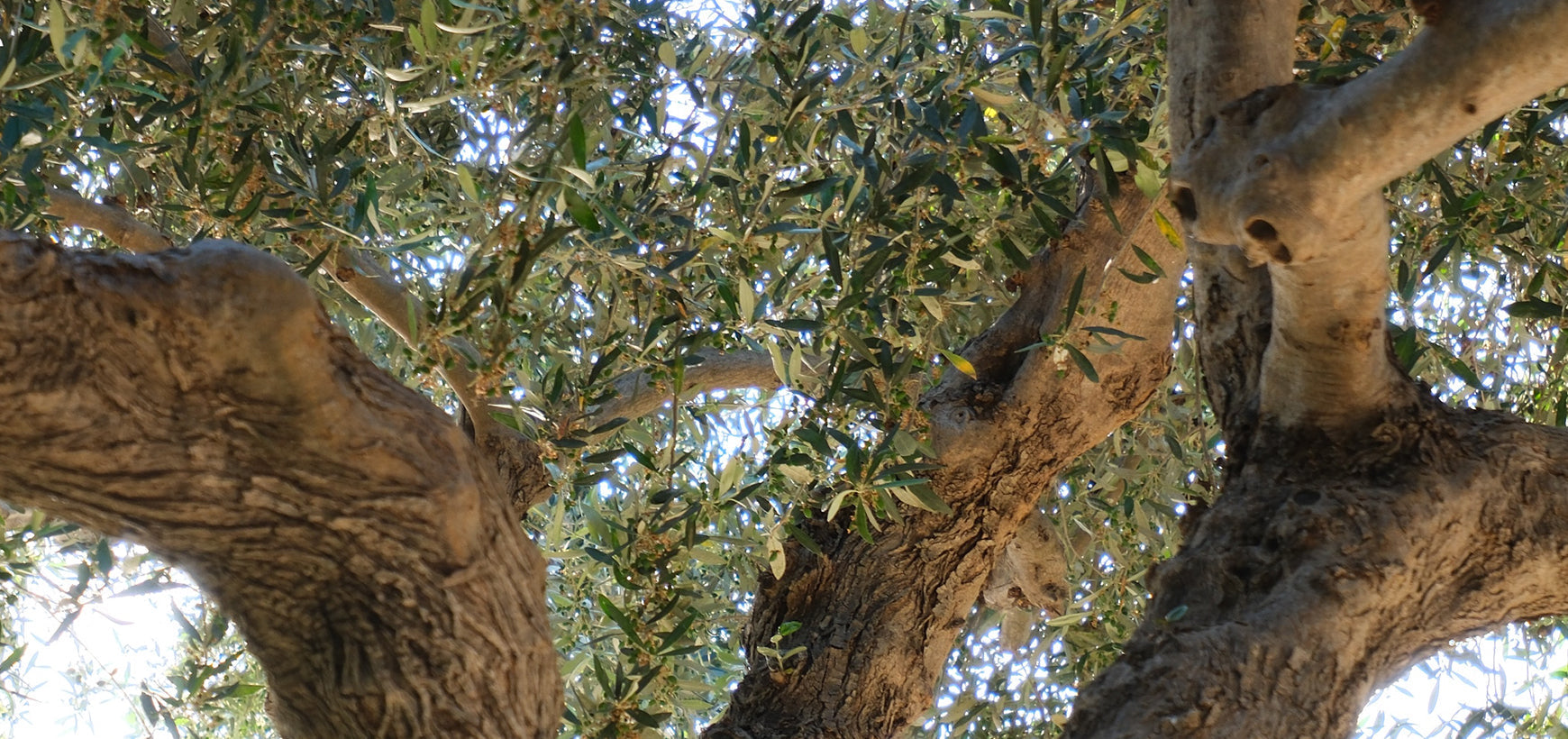 Why We Grow Koroneiki